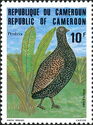 Cameroon Francolin (Pternistis camerunensis)